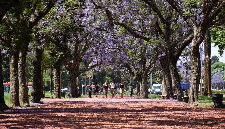 Día de la Diversidad Biológica II