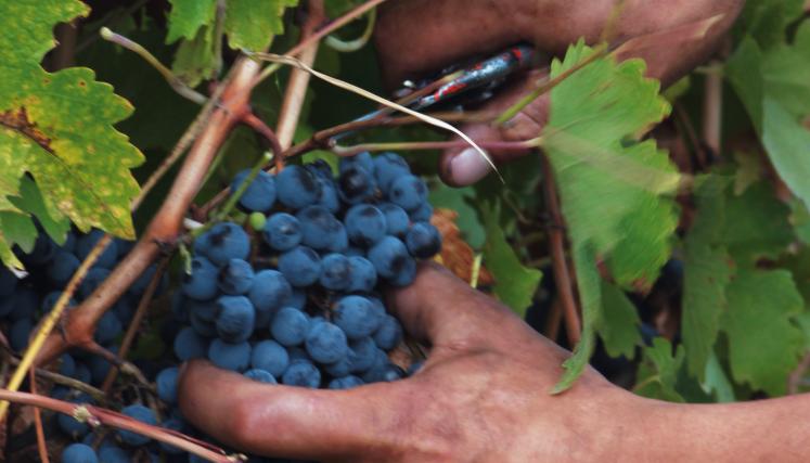 Finca Amakaik