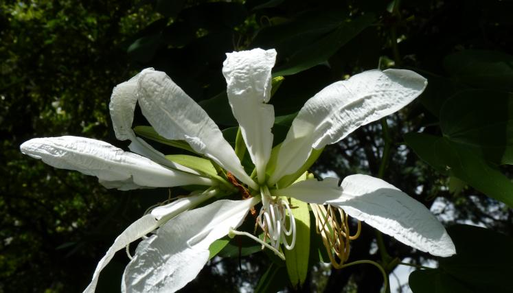 bauhinia