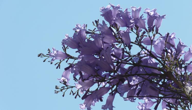 Jacarandá