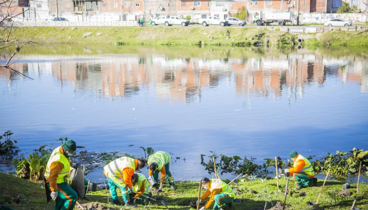 Arboles Riachuelo-3814