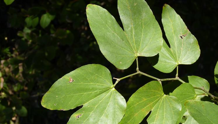 Bauhinia forficata, Pza Sicilia CABA (E Haene)_20140619_20.JPG