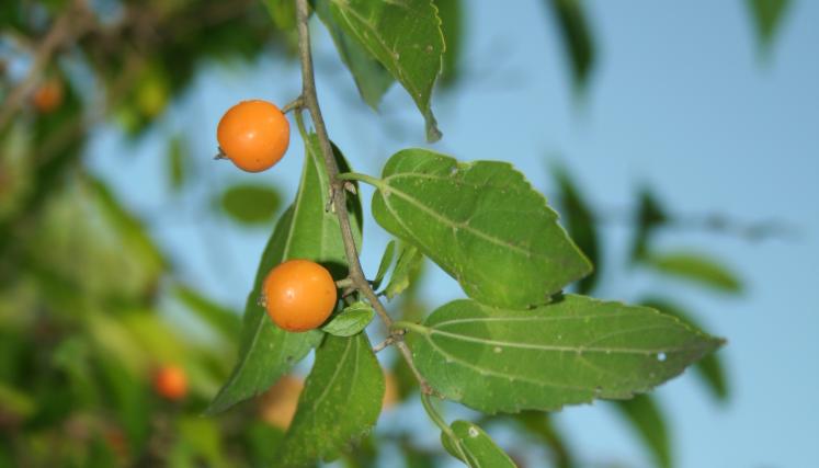 Celtis tala, Bs As (E Haene)_20080507_10 (1).JPG