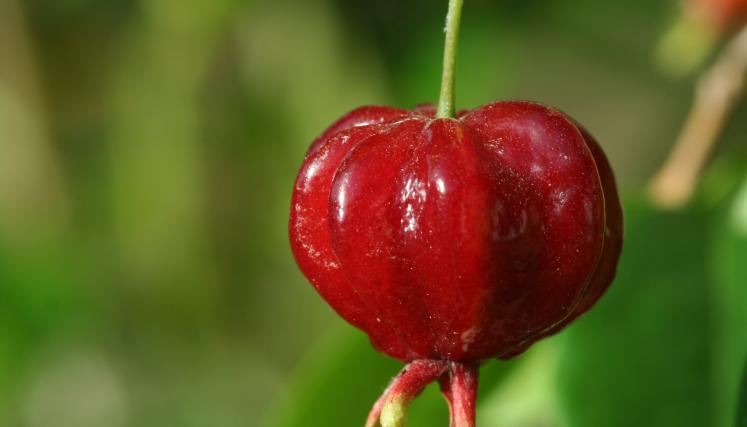 Eugenia uniflora, Jard Bot BA Maschwitz (E Haene)_20111122_52-2.JPG