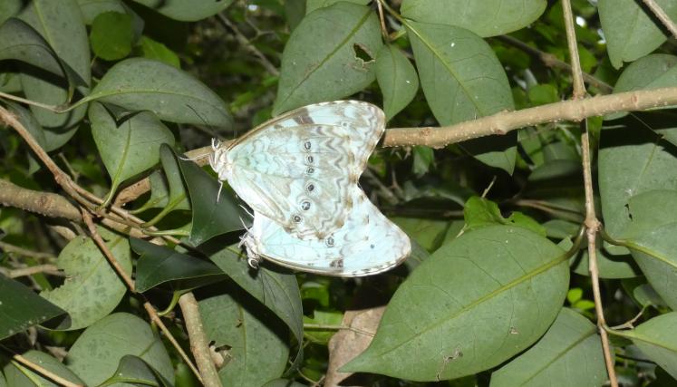 Morpho epistrophus, Punta Indio (E Haene)_20190208_11 (1).JPG