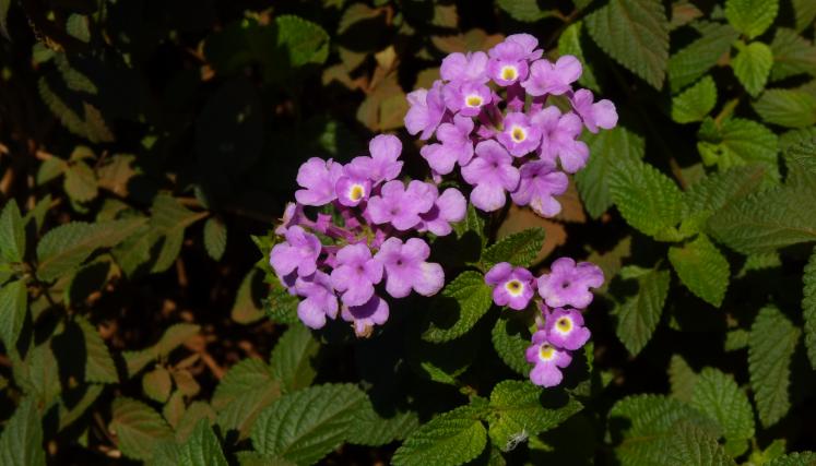 lantana-1