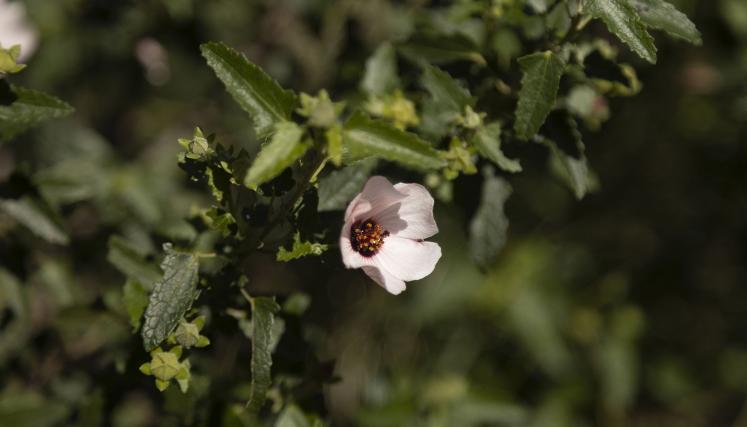 Malva rosa - Pavonia hastata.jpg