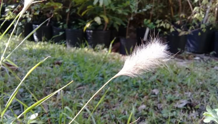 Bothriochloa laguroides