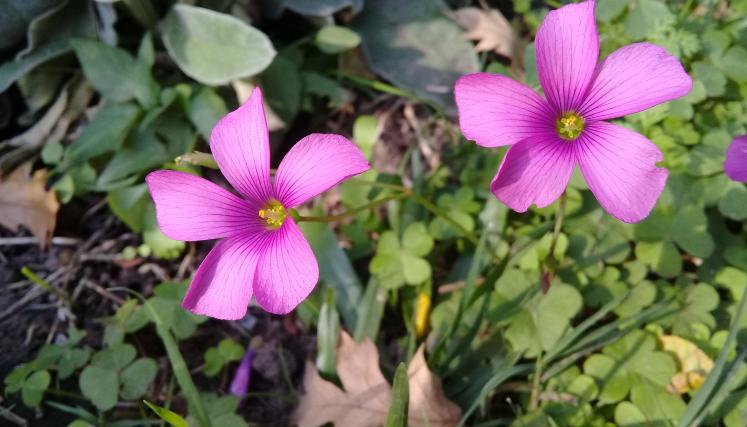 Oxalis articulata