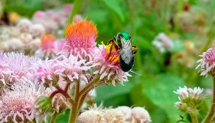 19.	Urolepis hecatantha