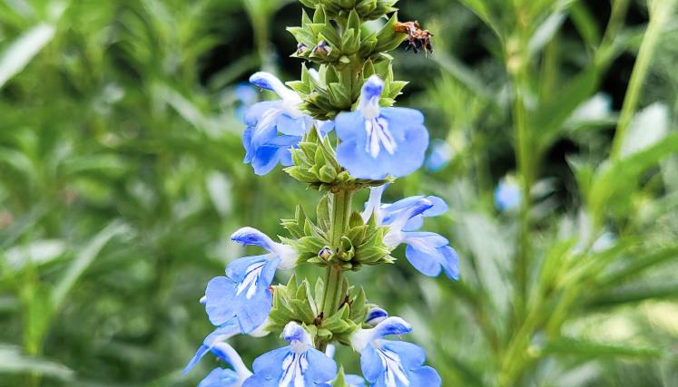 Salvia uliginosa