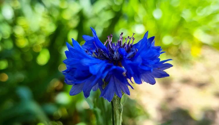 Centaurea cyanus