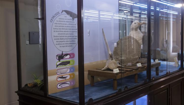 Nueva vitrina marina, sala ciencias naturales
