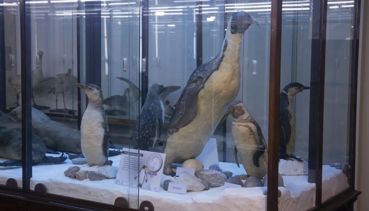 Nueva vitrina marina, sala ciencias naturales