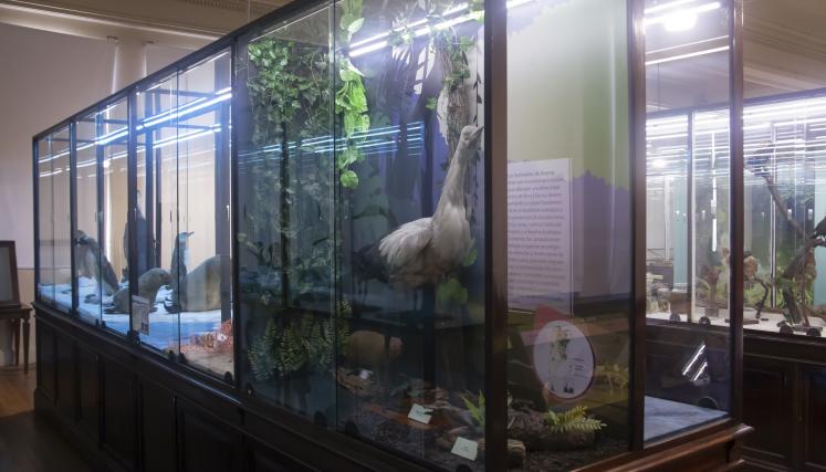 Nueva vitrina marina, sala ciencias naturales