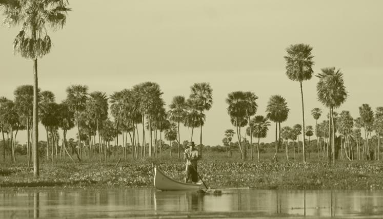 humedal con palmeras y botero