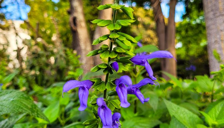 Salvia guaranítica