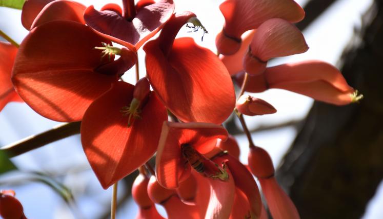 Floración del Ceibo