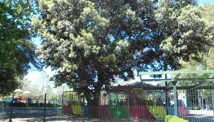 Encina cercana a una calecita