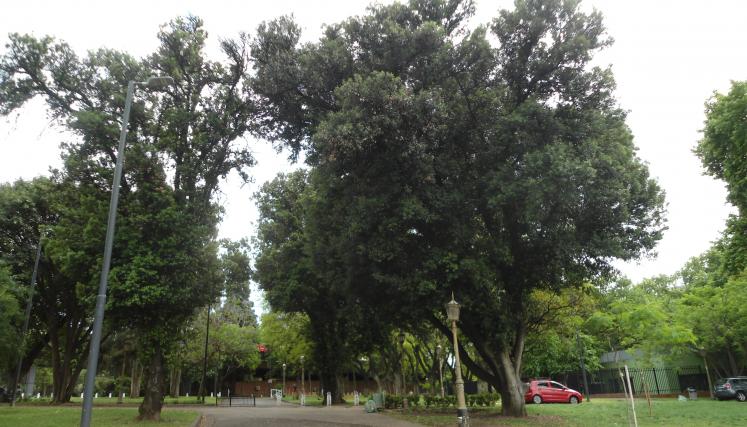 Grupo de Encinas en Espacio Verde