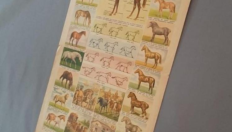 Digitalización de la serie láminas escolares 