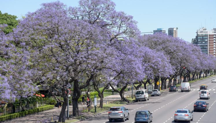 En la imagen se observa un corredor de Jacarandás