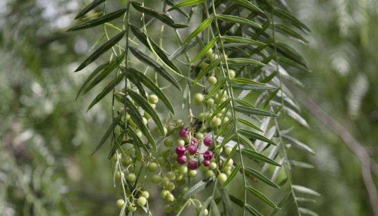 Se observa un detalle de hojas y frutos del Aguaribay