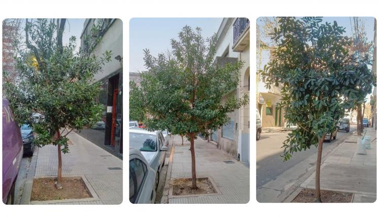 En la foto se observan varias veredas con árboles de la especie Myrsine laetevirens