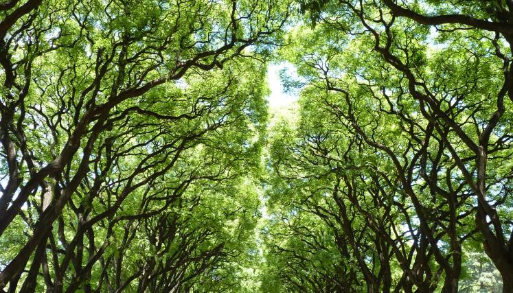 Imagen de las copas interconectadas de la tipa (Tipuana tipu)