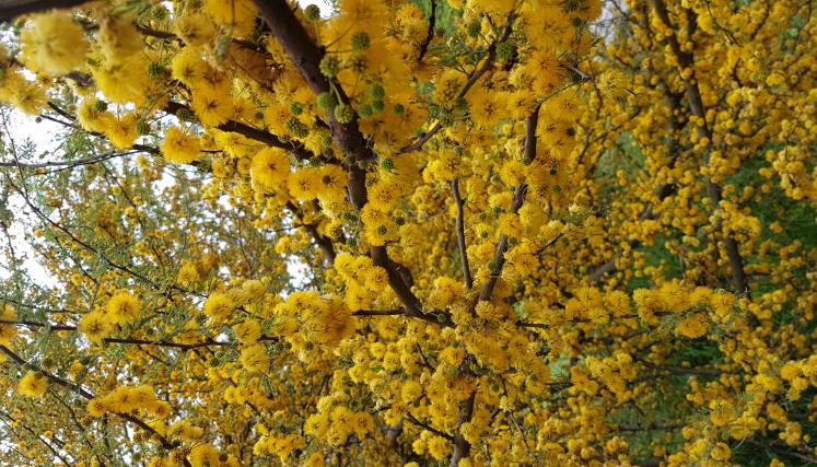 Floración de espinillo