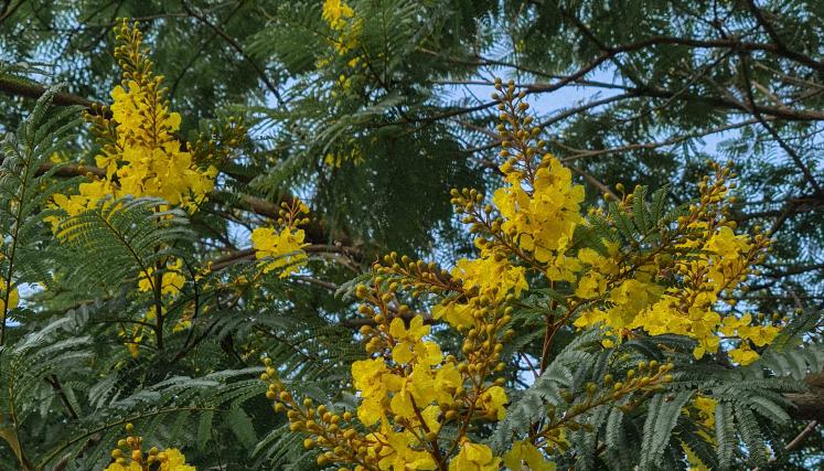 Flores de Peltophorum dubium