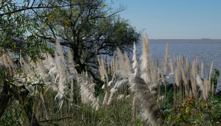 Río de la Plata en la RECS