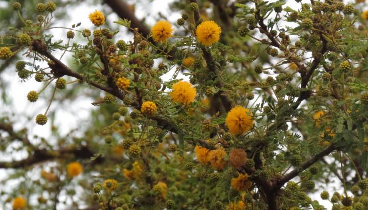 Espinillo empezando a florecer
