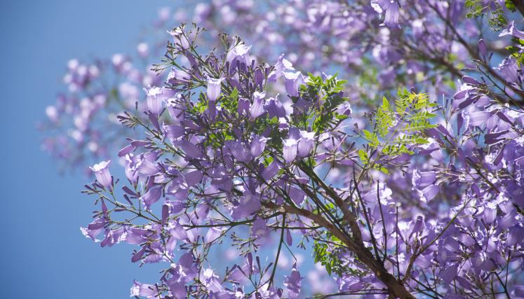 Jacarandás en la avenida Goyeneche