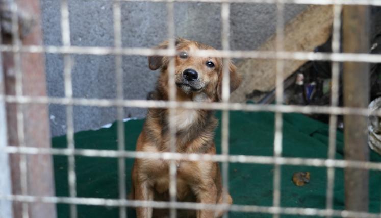 Operativo de maltrato animal