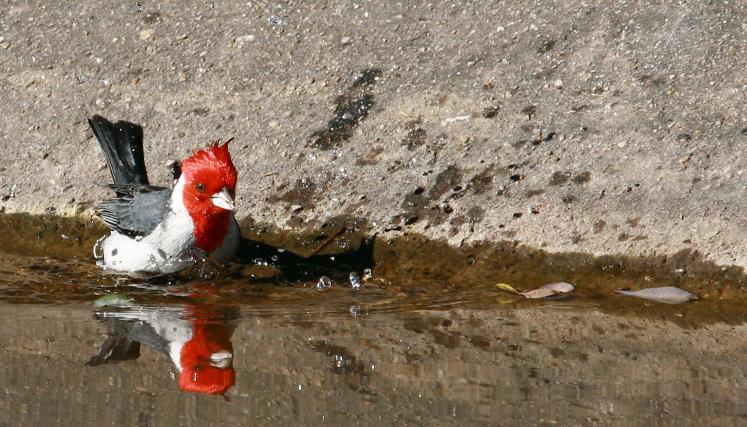 cardenal bañandose