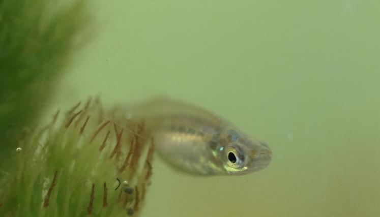 pez luminico en pecera