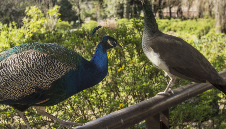 Pavos reales en el Ecoparque