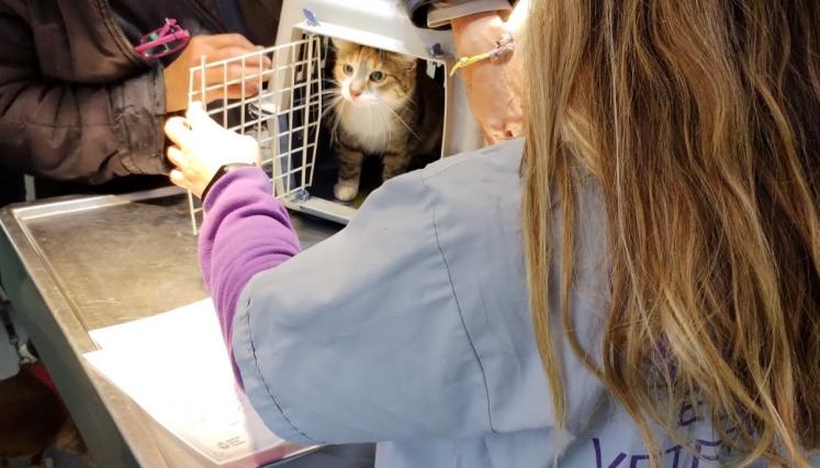 Atencion veterinaria