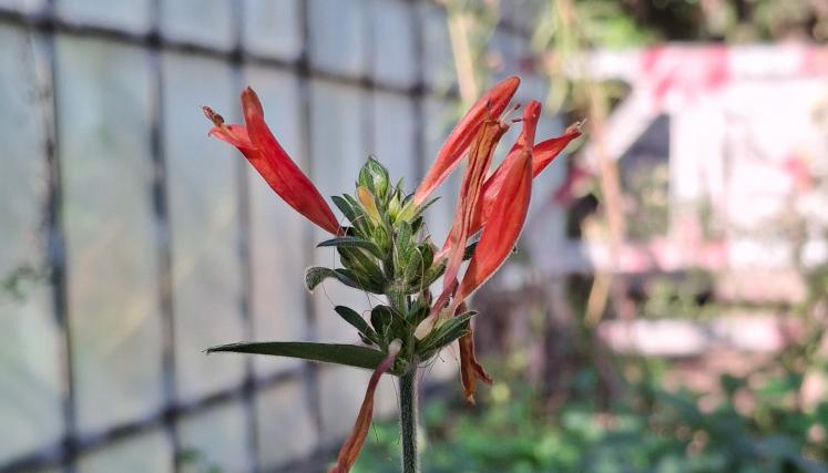 Dicliptera Squarrosa