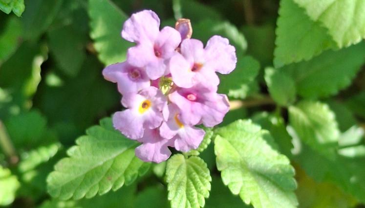 Lantana rastrera
