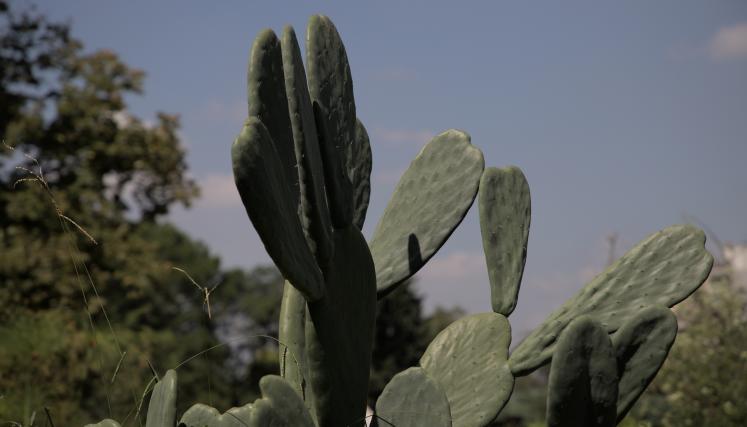 Cactus-4.jpg