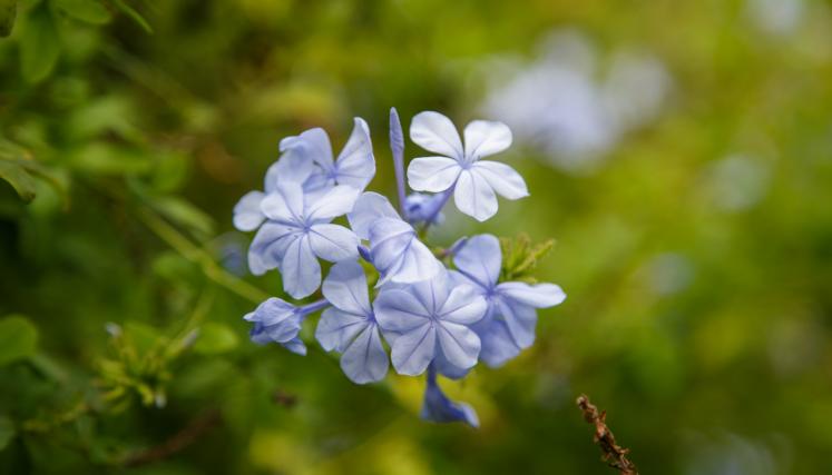 Jazmin del cielo 3.jpg