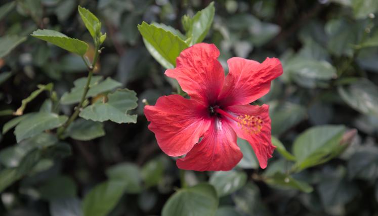 Rosa-China-2 (1).jpg