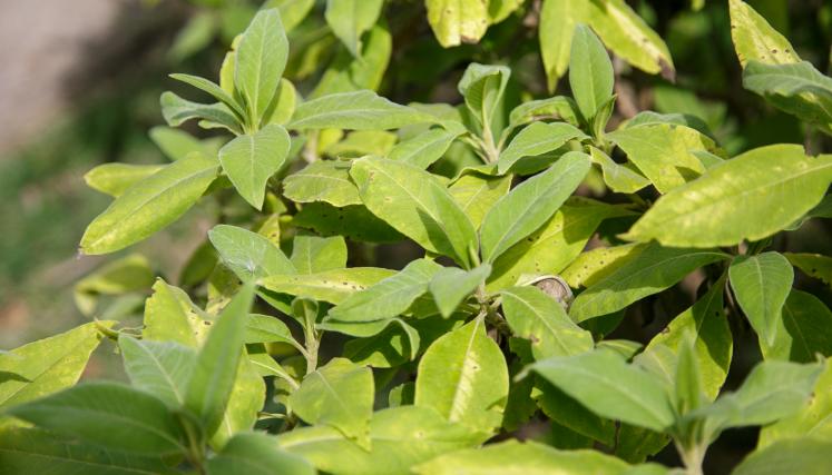 Tabaquillo del Monte 3.jpg