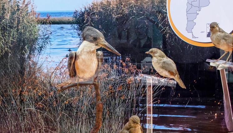 nueva vitrina bernasconi aves