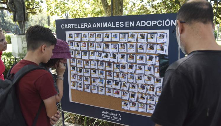 Jornadas de Adopcion