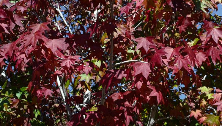 Liquidambar styraciflua otoño