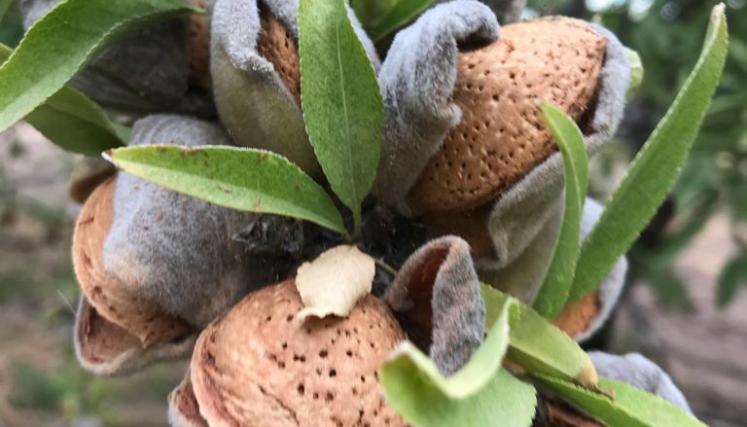 Almendras
