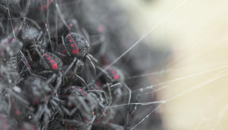Tomás Saraceno. Cómo atrapar el universo en una telaraña. Foto del Studio Tomás Saraceno.